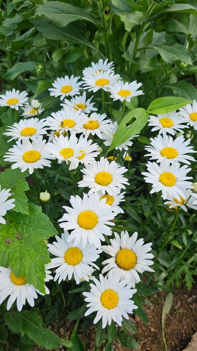 A top-down, medium shot captures a cluster of white daisies with bright yellow centers, interspersed with lush green foliage. Some daisies are fully open, showcasing their delicate white petals radiating from the central disc, while others are budding or partially obscured by leaves. The ground beneath the flowers appears to be soil with some fallen leaves. A single green leaf with a noticeable slit runs diagonally through the upper left portion of the image, adding a textural element. The lighting suggests it is daytime, with no indication of specific weather conditions. The scene is a close-up of a flowerbed, likely in a garden or natural setting, given the presence of soil and dense greenery. There is no text visible in the image.