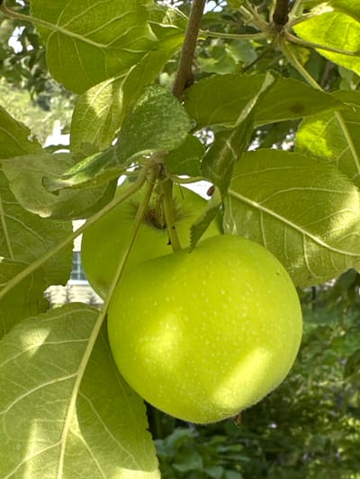 A close-up, eye-level shot captures two bright green apples hanging from a tree branch, with lush green leaves surrounding them. The apple in the foreground is in sharp focus, while the apple behind it is slightly blurred. Sunlight filters through the leaves, creating dappled patterns of light and shadow on the fruit and foliage. In the background, a building with windows can be seen through the leaves, suggesting an urban or suburban setting. The overall impression is one of nature's bounty, with the vibrant colors and textures of the apples and leaves creating a visually appealing scene. The location is the city of Koklaisai, Kazakhstan.
