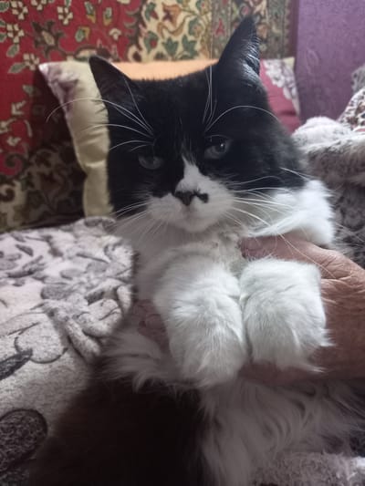 The image shows a close-up of a black and white cat being held by a person's hands. The cat is lying on its back, with its paws tucked in. Its face is turned towards the camera, and it appears to be relaxed or sleepy. The cat has green eyes and prominent white whiskers.
The background is blurred but suggests an indoor setting. There are hints of patterned fabrics, possibly blankets or upholstery, in shades of red, cream, and purple. The lighting appears to be artificial, indicating it could be daytime or nighttime indoors.
The focus of the image is the cat and the hands holding it. The person's hands are wrinkled, suggesting an older individual. The overall mood is one of comfort and affection between the person and the cat. There is no visible text in the image. The location context is Vatutine, Ukraine.