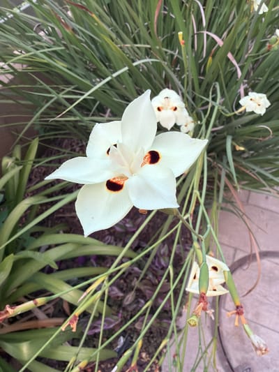 This is a close-up, high-angle shot of a white flower with dark brown centers, likely a Dietes grandiflora or African iris, blooming among green, grass-like foliage. The flower is the primary subject, with its delicate white petals and striking dark markings drawing the viewer's eye. To the left and behind the main flower, several other smaller white flowers and some developing seed pods are visible, indicating a natural, outdoor setting. The background consists of the dark soil and some reddish-brown organic matter, suggesting a garden or naturalized planting. The lighting appears to be natural daylight, with the light falling from the top right, casting subtle shadows. The overall impression is one of natural beauty and the delicate stage of a blooming plant. The location context provided is Gedera, Israel. There is no visible text in the image.
