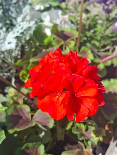 A cluster of vibrant red geranium flowers is the central focus of this close-up, outdoor photograph, set against a backdrop of other foliage. The geraniums are in full bloom, showcasing multiple layers of petals. Surrounding the red flowers are green leaves, some with dark, reddish-brown markings. In the background, out-of-focus elements include silvery-grey, feathery foliage and hints of other flowers. The lighting suggests a sunny day, with shadows cast on the leaves. The scene depicts a garden or a potted plant arrangement. The exact location within Ogre, Latvia, cannot be determined from the image alone.