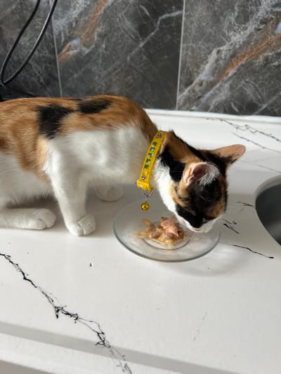 A calico cat with a yellow collar and bell is eating from a small glass dish on a white countertop. The cat is primarily white with patches of orange, black, and brown fur. The background shows a dark marbled backsplash. The scene takes place in a kitchen in Ümraniye, Turkey.