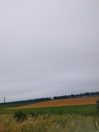 The image depicts a rural landscape with agricultural fields under a cloudy sky. In the foreground, tall dry grass and some white wildflowers are visible. Behind the grass, there are two distinct fields. The lower field appears to be a green crop, possibly corn, with its tall stalks clearly defined. Above the green field, a larger field with dry, light brown soil stretches across the frame. A line of dark green trees forms a border along the top of the brown field, suggesting a distant treeline or a wooded area. Power lines are strung across the sky, supported by a single utility pole visible on the left side of the image. The overall scene is that of a cultivated rural environment in Velyka Bahachka, Ukraine, characterized by open fields and a muted, overcast sky. There are no people or animals present in the image.