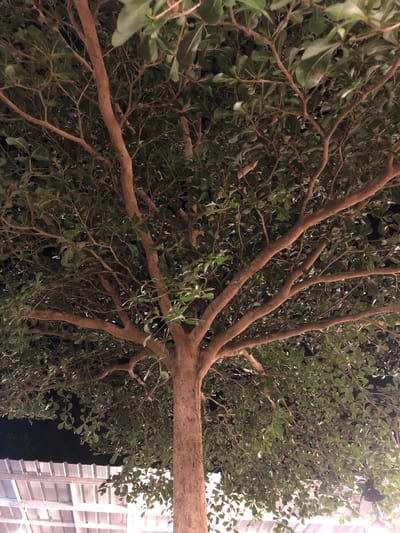 The media file shows a close-up, low-angle shot of a tree, viewed from below and looking up. The tree's trunk and branches dominate the frame, with its dense foliage filling the background. The branches are thick and gnarled, with a light brown, textured bark. The leaves are small, oval-shaped, and a deep green color, creating a lush canopy. Some of the leaves are lighter green, indicating they are newer growth or catching more light. The lighting suggests it is either evening or night, as the background is dark and the only significant light source appears to be from the right, illuminating some of the leaves and branches, and a hint of a modern building with large windows or a metallic facade. The overall impression is of being enveloped by the tree. There is no discernible activity or event taking place, nor are there any people visible. The location context of Tambonbaroh, Indonesia, does not provide specific visual cues within the image itself. The mood is somewhat mysterious and immersive due to the low-angle perspective and the interplay of light and shadow within the dense foliage. No text is visible in the image.