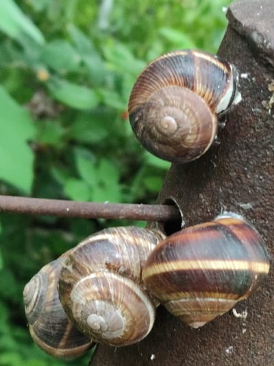 This is a close-up, high-angle, outdoor photograph of three snails on a rusty metal surface with a blurred green background. One snail is positioned on the upper right, partially obscuring a corner of the metal. Another two snails are clustered together on the left side, overlapping each other and resting on a horizontal metal rod that passes through a hole in the vertical metal object. The snails have brown, spiraled shells with varying patterns of darker brown and lighter tan bands. The environment appears to be a garden or natural setting, with lush green foliage visible behind the metal structure. The lighting is natural, suggesting daylight. There are no people or animals other than the snails visible in the frame. The image is not clear enough to determine a specific location within Znamenskiy, Russia.