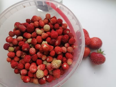 A transparent plastic container filled with wild strawberries sits on a white surface, likely a table or countertop. Several wild strawberries are also scattered outside the container to the right. The strawberries vary in ripeness, with some being bright red and others a lighter red or even white. The container has a red rim. The background is a plain white surface. The image is a close-up shot, focusing on the strawberries and the container. No specific location in the city of Stropi, Latvia is indicated by the image.