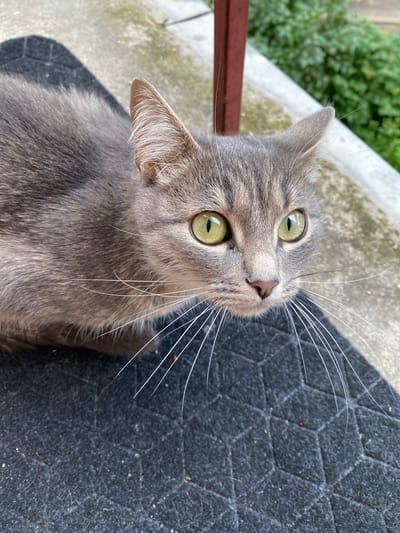 A grey tabby cat with bright green eyes sits on a black mat. The cat is looking slightly to the right of the frame. Its fur is short and appears to be well-groomed. Long white whiskers extend from its muzzle. The background is out of focus, showing some greenery and what appears to be a concrete surface. The image was taken outdoors, likely in a residential area. There is no discernible presence of people or any specific urban context that would place it in Maksimkovo, Russia.