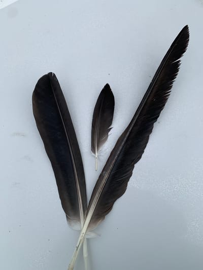 Three dark feathers of varying sizes are arranged on a white, textured surface, possibly a table or a wall. The largest feather is on the right, long and slender with a slightly curved tip. The medium feather is in the center, shorter and broader than the largest, with a pointed tip. The smallest feather is on the left, similar in shape to the medium one but significantly smaller. The feathers are positioned at an angle, fanning out from a central point near the bottom of the image. The white surface appears to be a neutral, indoor environment, with no specific urban or natural features visible. There are no people, animals, or other objects present in the frame. The image is well-lit, with clear focus on the feathers, highlighting their texture and individual barbs. No specific location in Ivanava, Belarus can be identified from the visual information provided in the image.