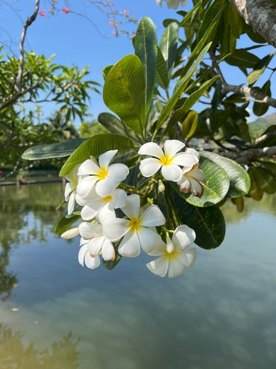The image captures a close-up view of white Plumeria flowers with yellow centers, hanging from a branch against a backdrop of a clear blue sky and a calm body of water. The flowers are in bloom and appear to be in a tropical setting. In the distance, lush green foliage and trees are visible, suggesting a park or garden environment. The water reflects the surrounding greenery and the sky, creating a serene and tranquil scene. The location is identified as Suối Tân, Vietnam.