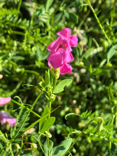 In a sunlit outdoor environment, a cluster of bright pink flowers, possibly sweet peas, is in focus against a blurred backdrop of lush green foliage. The flowers exhibit a delicate, ruffled texture, with one bloom prominently displaying its petals. Green stems and leaves, some with tendrils, surround the blossoms. The scene is typical of a garden or wild growth in Karaiganovo, Russia, captured under natural daylight. There are no people or animals visible in the image.