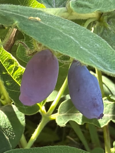 Two elongated, dark blue-purple berries hang from a green plant, partially obscured by large, fuzzy green leaves. The berries are smooth and have a slightly tapered shape. Sunlight casts shadows on the foliage, highlighting the veins and fuzzy texture of the leaves. The overall scene suggests a natural, outdoor environment, likely a garden or wild area. The location is Vaskelovo, Russia.