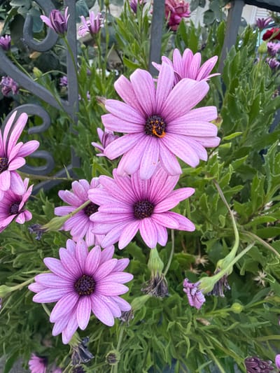A close-up, eye-level shot captures a cluster of vibrant purple daisy-like flowers in a garden setting. The flowers, with their distinct dark centers and delicate, ray-like petals, are the primary subjects, with several in full bloom and others partially closed or wilting. Green foliage forms a dense background, interspersed with hints of a dark metal fence in the upper left quadrant. The scene is outdoors, likely during daylight, as indicated by the natural lighting and the absence of artificial illumination. The image appears to be taken at ground level, focusing on the intricate details of the flora. No people, animals, or man-made structures beyond the fence are visible. The overall impression is one of natural beauty and the life cycle of flowering plants. This scene is located in Burtaiši, Montenegro.