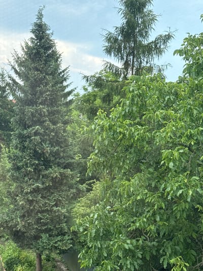 A view of trees from a window in Legnica, Poland. The image shows a large evergreen tree on the left, with a deciduous tree filled with green leaves on the right. The sky is visible in the background with some clouds.