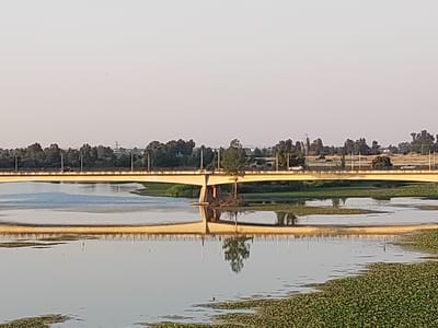 A wide shot captures a bridge spanning a calm body of water. The bridge, painted a muted yellow, has a slightly elevated structure supported by concrete pillars. Vehicles and a lone pedestrian are visible crossing the bridge. The water below reflects the bridge and the trees lining the distant shore, creating a symmetrical mirror image. The far bank of the water is densely populated with trees, and a few utility poles are interspersed among them. In the foreground, the water is covered with a thick carpet of green aquatic plants. The sky is a pale, hazy, light grey, suggesting either early morning or late afternoon, or possibly a slightly overcast or dusty atmospheric condition. The overall scene conveys a sense of tranquility and everyday life. The location is identified as Badajoz, Spain.