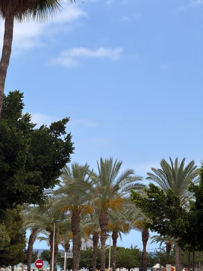 The image shows a clear blue sky with scattered white clouds. Several palm trees with green fronds are visible, some with dry brown fronds. In the background, there are more trees and buildings, suggesting an outdoor setting, possibly a street or park. There are also signs visible, one of which is round and red with a white horizontal bar, indicating a prohibition. The lighting suggests it is daytime. The scene appears to be from La Vila Joiosa, Spain, with its characteristic palm trees and coastal elements. The overall mood is relaxed and summery.