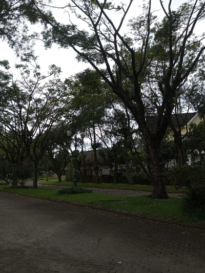 A tranquil scene unfolds along a paved road lined with lush greenery and mature trees. The trees, some with dense foliage and others more sparse, create a natural canopy overhead. Period street lamps add a touch of elegance to the landscape. In the background, buildings with architectural details are visible, suggesting a well-established neighborhood. The overall atmosphere is peaceful and shaded, inviting a leisurely stroll.