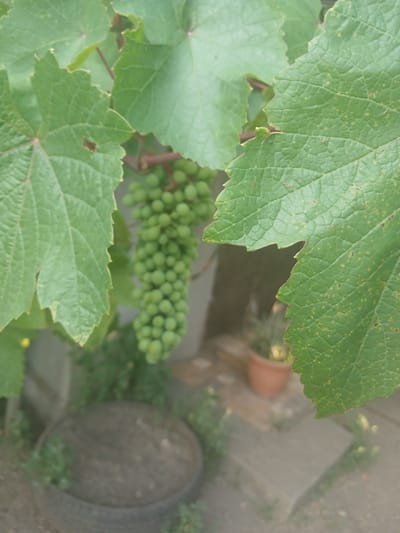 The image shows a close-up view of several green grape leaves, some with minor imperfections like small brown spots or holes. In the background, out of focus, a cluster of unripe green grapes is visible. Further back, a terracotta pot containing a plant is seen, along with what appears to be a large, dark, circular object, possibly a tire or a large pot, situated amongst greenery. The scene suggests an outdoor setting, likely a garden or a vineyard, given the presence of grapevines. The lighting suggests it is daytime. No people are visible in the frame. There is no visible text in the image.
