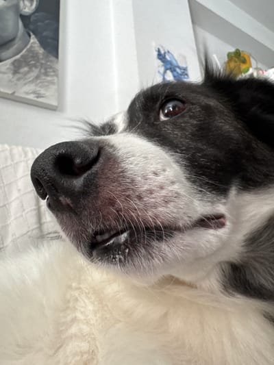 A close-up, eye-level shot focuses on the face of a black and white border collie, positioned in the foreground of a domestic indoor environment. The dog's wet nose, a prominent black oval with visible texture, is centered in the frame. Its mouth is slightly open, revealing some teeth and a bit of its pink tongue. White fur is visible beneath its chin and extending to the left side of the image, appearing soft and fluffy. The dog's dark eye, with a reflection of light, gazes upwards and to the right. The background is softly blurred, showing hints of a white textured surface, possibly a couch, and parts of a white wall. On the wall, a painting or print featuring a grayscale profile of a face is partially visible on the left. To the right, a few small, colorful objects, possibly decorations, are slightly discernible. The overall lighting is bright and natural, creating a warm and intimate atmosphere. The scene does not provide any information or context that would allow for an estimation of its location within Vigo, Spain.