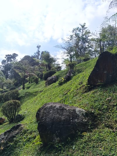 The scene depicts an upward-sloping, terraced natural landscape within the city of Soibada, East Timor, observed under a partially cloudy sky. The ground is covered with green grass. Scattered across the slope are numerous large, dark grey to black boulders, several exhibiting patches of light-colored lichen. Various types of dense vegetation are present, including prominent fern trees with broad fronds, taller trees with bamboo-like stems or slender trunks, and multiple rounded, manicured shrubs forming visual rows along the incline. No human figures, animals, or artificial structures are visible. The lighting suggests natural daylight conditions.