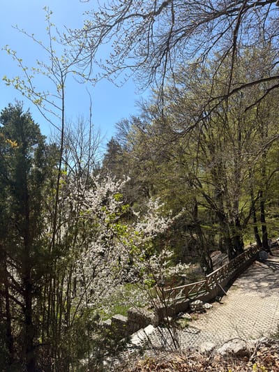 The image depicts a park or natural area in Ichera, Bulgaria. The camera is angled upward, showcasing a combination of trees, sky, and a man-made pathway or bridge. Several trees are visible, with some bearing white blossoms, likely indicating springtime. The sky is a clear blue, visible through gaps in the tree canopy. A paved walkway or bridge is present to the right of the frame, constructed with a lattice pattern design. The environment is characterized by lush vegetation and the presence of constructed elements, suggesting a managed landscape within a natural setting. There are no visible people.