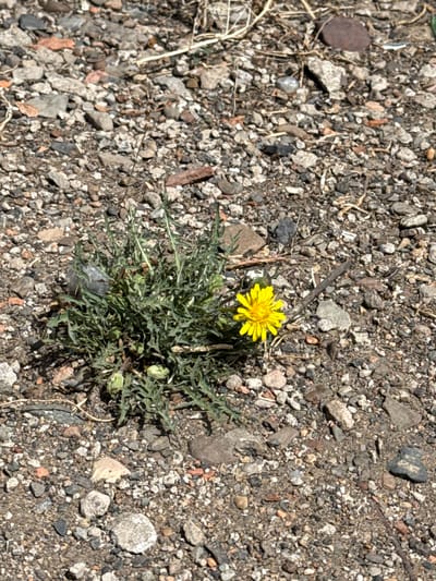 A lone, bright yellow dandelion flower stands amidst a patch of green, serrated-edged leaves. The plant is surrounded by gravel and small rocks in a dirt-covered area. Based on the mention of Borzya, Russia, it is likely the setting is a roadside or unkempt area of that city, though this is not discernible from the image alone. There are no people, animals, or other objects present in the image.