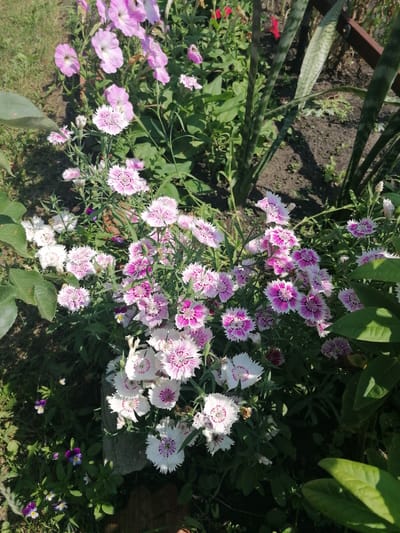 The image shows a close-up view of a flowerbed in an outdoor setting. The foreground is dominated by numerous pink and white carnation-like flowers with fringed petals, some with a darker pink or purple center. There are also several larger, pale pink petunia-like flowers in the background. Green foliage and grass are visible throughout the scene, with some areas in shadow. In the far background, there are tall, striped leaves of a snake plant and a hint of red flowers. The ground appears to be soil and grass. The overall impression is a vibrant and lush garden scene. There are no people or animals visible in the image. The context of the city of Мыльниково, Russia, is not directly evident from the visual elements of the photograph itself.