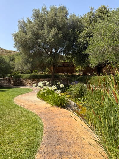 The image depicts a serene garden path winding through a lush green landscape in Artà, Spain. The path, made of a textured orange material, curves gently to the left, bordered by a meticulously mown lawn on its left and a vibrant array of plants on its right. The plants include tall reeds with brown, cylindrical seed heads in the foreground, and a bed of white flowers, likely Agapanthus, further back. Beyond the flowers, a low, rough-hewn stone wall separates the path area from a background filled with greenery. Several mature olive trees with their characteristic gnarled branches and silvery-green leaves dominate the middle ground and background. In the distance, a gentle, sun-drenched hillside covered in natural vegetation rises under a clear blue sky. A small pond with lily pads is visible behind the white flowers, and in the far background, a rustic wooden structure, possibly an outdoor seating area or part of a building, is partially obscured by the trees. The scene is illuminated by bright, natural sunlight, casting subtle shadows and highlighting the textures of the plants and pathway. There are no people visible in the image.