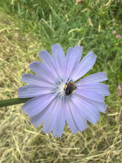 In Vidnoye, Russia, a close-up, overhead shot captures a bumblebee resting on a pale purple chicory flower. The flower's delicate, petal-like rays radiate outwards from its center, where fine blue stamens are visible. The bumblebee, with its fuzzy brown and yellow body, is positioned on the flower's surface, seemingly in repose. The background consists of dry, light-brown grass interspersed with hints of green foliage, suggesting an outdoor, natural setting.