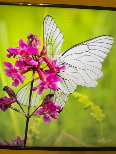 The image is a close-up photograph of two white butterflies with black veining on their wings, perched on a cluster of bright pink flowers. The background is a soft, out-of-focus green, suggesting a natural setting like a garden or meadow. The lighting appears to be natural and diffused, creating a gentle illumination of the subjects. There are no visible people or any urban elements present in the image. The photograph is likely a digital capture, possibly taken with a camera or smartphone, and displayed on a screen, as indicated by the texture and framing at the top and bottom of the image. There is no information within the image itself that would suggest its location in Laishevo, Russia, or any specific city for that matter.