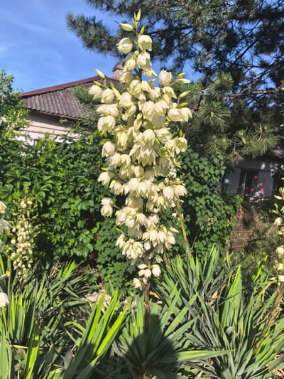 This is a medium shot of a large, creamy white flower stalk of a Yucca plant in bloom. The flower stalk is tall and slender, covered in many bell-shaped flowers that are clustered together. The flowers are slightly drooping and have a waxy appearance. Below the flower stalk are long, sword-shaped green leaves, characteristic of the Yucca plant.
In the background, there is dense green foliage, likely from other bushes or trees, and a portion of a house with a tiled roof. Further in the background, a tall pine tree with dark green needles is visible. The sky is a clear, bright blue, suggesting a sunny day. The lighting indicates that it is likely daytime, possibly late morning or early afternoon, given the sunlight illuminating the plant.
The scene appears to be a garden or yard setting, possibly in a residential area. The overall impression is one of a bright, sunny day in a natural or semi-natural outdoor environment. There is no visible text in the image.