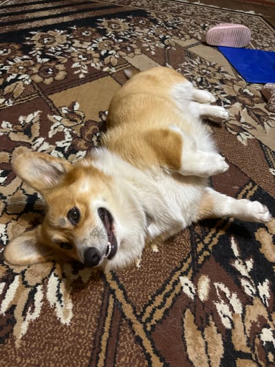 A corgi dog is lying on its back on a patterned carpet. The dog has tan and white fur and is looking up at the camera with its mouth open, showing its teeth. Its front paws are in the air, and its hind legs are bent. The carpet has a brown and beige floral pattern with some black accents. To the left of the dog, there are a pink slipper and a blue bag. The scene appears to be indoors, likely in a home, as suggested by the carpet and the presence of household items. There are no clear indicators of time of day or weather. The dog appears relaxed and playful, as it is lying on its back with its paws up. The location context provided is Kramatorsk, Ukraine. There is no visible text in the image.