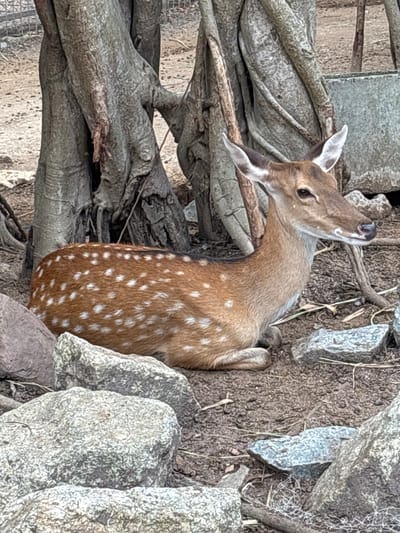 A young deer, identified as a Spotted Deer (Axis axis) due to its distinctive white spots on a brown coat, is resting on the ground near a large tree trunk. The deer is lying down with its legs tucked underneath its body and its head turned to the right, looking towards the edge of the frame. Its ears are perked, suggesting alertness. The environment appears to be a somewhat dry, earthy enclosure, with scattered rocks and debris on the ground. In the background, the gnarled roots and base of a tree are visible, along with what appears to be a man-made structure, possibly a fence or wall. The lighting suggests an outdoor setting, likely during daylight hours. The image was taken in Nong Prue, Thailand.