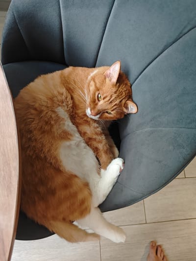 An orange and white cat is curled up on a dark gray upholstered chair. The cat's body is primarily orange with white patches on its belly and paws. It is looking to the right with its eyes partially closed. The chair has a textured, somewhat pleated surface. To the left of the chair, a portion of a light brown wooden table is visible. The floor beneath the chair is tiled with light-colored, rectangular tiles. In the lower right corner of the image, a bare foot with visible toes is present. The scene appears to be indoors, likely in a residential setting within Боровский, Russia.