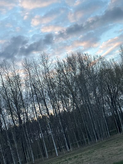 This image, rotated 90 degrees counter-clockwise from its natural orientation, depicts a rural landscape near Jaunolaine, Latvia, likely during late autumn or early spring.
The upper portion of the corrected image showcases a sky filled with elongated, broken altocumulus clouds. These clouds display a mix of soft blues, grays, and subtle pinkish-orange hues, suggesting either dawn or dusk, with sunlight diffusing through the cloud cover.
Dominating the middle ground is a dense stand of leafless deciduous trees, likely poplars or a similar species, forming a strong horizontal line across the frame. Their intricate, bare branches are silhouetted against the sky, creating a delicate, web-like pattern. Below the canopy, the straight, tall trunks appear darker, forming a solid barrier. The trees seem to be planted in rows, suggesting a windbreak or a managed forest.
In the foreground, below the treeline, a strip of sparse, muted green-brown grassy field is visible, indicating dormant vegetation characteristic of the cooler seasons.
There is no discernible activity or specific event taking place; the image captures a tranquil, static moment in nature. The overall atmosphere is quiet and somewhat serene, with a touch of melancholy from the bare trees. No text is visible in the media file.