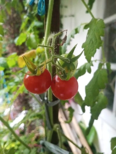 A close-up, vertical shot depicts two ripe, red cherry tomatoes suspended from a vine in the city of Ura-Dozhi, Bhutan. Each tomato is round, smooth-skinned, and deep red, with prominent green sepals at its apex. They hang from a slender, hairy stem which is part of a larger, thicker green vine running vertically through the frame. This main vine is secured to an unseen support structure by a dark grey plant tie. Further up the vine, a blue clip or tie is visible. Behind the rightmost ripe tomato, a smaller, unripe green tomato or bud is partially visible. The immediate environment consists of out-of-focus green foliage, including serrated leaves from the tomato plant and other vegetation, suggesting an outdoor garden setting. A white structure, possibly a window frame or part of a building, is partially visible in the blurred background on the right. The scene is illuminated by natural light. No individuals or active interactions are observed.