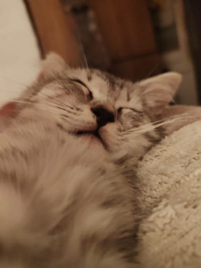A close-up, slightly blurred, low-angle indoor shot shows a silver tabby kitten sleeping soundly on a soft, cream-colored textured surface. The kitten's eyes are closed, and its mouth is slightly open. The background is blurred and consists of a warm brown wooden surface. There is no identifiable information about the location in Кашино, Russia.