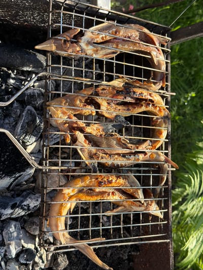 A close-up, overhead shot captures several whole, cooked fish arranged on a metal grill over hot coals. The fish are golden brown with some charred spots, indicating they have been grilled. The grill is placed on top of a metal brazier, and the surrounding area is filled with ash and embers from the fire. To the right of the grill, lush green foliage is visible, suggesting an outdoor setting, likely a backyard or a park. The overall scene conveys a sense of casual outdoor cooking. The location is identified as Kamenka, Russia.