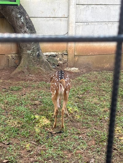 The image shows the rear view of a spotted deer standing on a patch of grass and dirt. The deer has brown fur with white spots on its back and tail. It is facing away from the camera, towards a large tree and a concrete wall in the background. The ground is covered in dry leaves and small patches of green grass. There are black bars in the foreground, suggesting the photo was taken through a fence. The image does not provide any specific details about the city of Cileduk, Indonesia.
