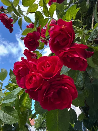 A cluster of vibrant red roses is in full bloom, some with dew drops on their petals. The roses are growing on a vine, with lush green leaves surrounding them. In the background, a bright blue sky with fluffy white clouds is visible. The scene appears to be outdoors, likely in a garden or park. Given the style of housing in the lower background, this could be a residential area. The image does not show any people or actions.