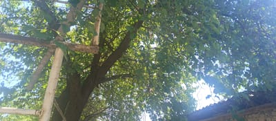 The image shows a view looking up through the branches of a tree covered in green leaves. The sun is bright, casting lens flare across the top right of the image and illuminating the leaves from behind. A metal structure, possibly a part of a fence or scaffolding, is visible on the left, with white paint peeling off it. In the background, a roof with corrugated metal sheeting and a stone wall can be seen, suggesting an outdoor, possibly rural or suburban, setting. The light filtering through the leaves and the blue sky visible in the gaps indicate a daytime scene with clear weather. There is no visible text in the image.