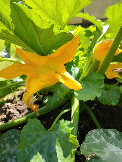 The image shows a close-up view of a squash plant with bright yellow blossoms and large green leaves. The plant is growing in dark soil, with some sunlight filtering through the leaves. In the background, there appears to be a light-colored structure, possibly a wall or fence. Several squash flowers are visible, with one prominent bloom in the foreground, its petals unfurled. Another partially opened blossom is seen to the right, and a developing squash fruit is visible between a stem and a leaf. The leaves are broad and have a slightly serrated edge. The lighting suggests it is daytime, with the sun casting shadows and highlighting the vibrant colors of the plant. The scene is set in a garden or outdoor agricultural setting. No people or text are visible in the image.