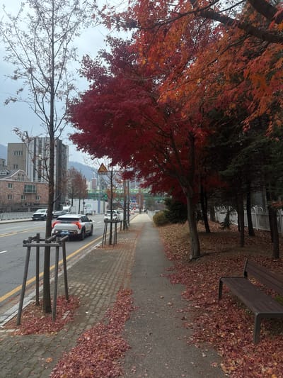 A park path, littered with fallen red and orange leaves, borders a street lined with parked cars. Trees displaying vibrant fall foliage frame the upper left portion of the image, contrasting with the gray sky above. A wooden bench sits at the edge of the path, also covered in leaves. Buildings and distant mountains are visible in the background, adding depth to the autumn scene.