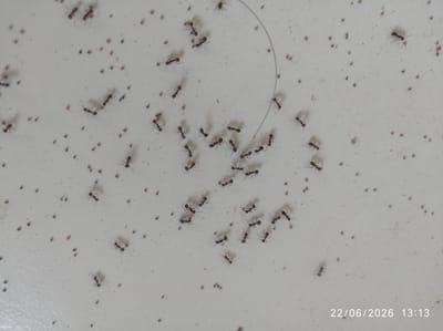 The image displays a white, textured surface that appears to be a wall or ceiling, speckled with numerous small, dark-brown particles. Scattered across this surface are many small, black ants, varying in size and posture. Some ants are isolated, while others are grouped together. A thin, light-colored strand, possibly a hair or fiber, curves through the upper right portion of the image. The overall impression is that of an infestation or a trail of ants on a surface, with no discernible human presence. The bottom right corner of the image contains a timestamp: "22/06/2026 13:13". The location is noted as Sukaraja, Indonesia.