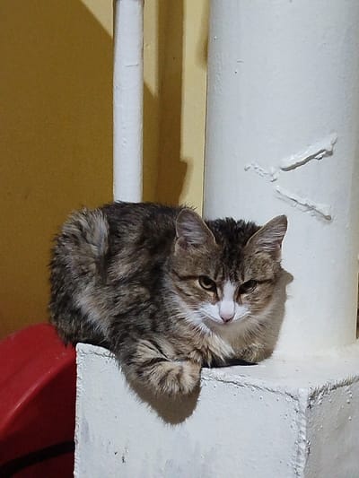 A domestic cat, exhibiting a brown and grey tabby coat with distinct white markings on its muzzle, chin, and chest, is observed resting on a white, possibly concrete, square-based structure in Kindik ózek, Uzbekistan. The cat's yellowish-green eyes are directed forward, and its right front paw extends slightly over the edge of the structure, casting a shadow. Behind the cat, to its right, stands a thick, white vertical pipe or pillar displaying rough texture or weld marks. To the left, a narrower white vertical pipe is visible against a plain, yellow-ochre wall. A portion of a curved, red object is present in the lower-left foreground, adjacent to the cat's resting place. Artificial lighting illuminates the scene, creating distinct shadows on the background wall. No human figures are present.