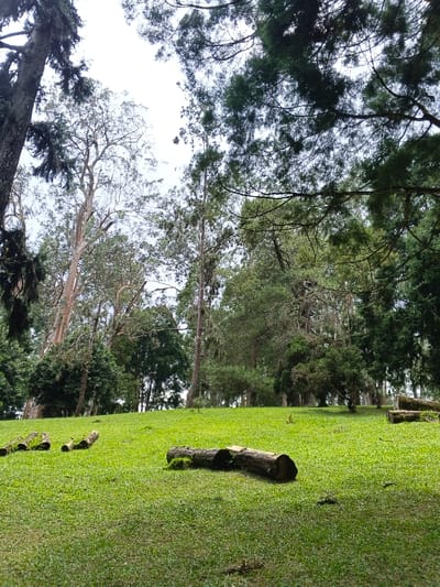A vibrant green field slopes gently upwards, dotted with several cut logs lying on the grass. Towering trees surround the field, their branches reaching toward a bright, overcast sky. The forest appears dense and lush, with varying shades of green foliage. The scene evokes a sense of tranquility and natural beauty.
