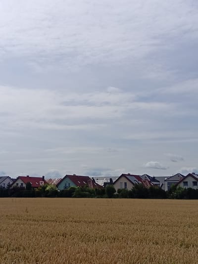 A field of ripe, golden wheat stands in the foreground of the image. Behind the wheat field, a row of houses is visible, each with a pitched roof, many of which are red or dark grey. Some of the houses have solar panels installed on their roofs. Lush green trees and bushes are planted in front of and between the houses, providing a verdant contrast to the golden field and the houses. The sky above is filled with a mix of white and grey clouds, suggesting an overcast or partly cloudy day. The scene depicts a suburban or rural residential area with agricultural land. The location is Piecowice, Poland. There are no people or animals visible in the image.