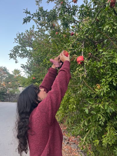 A person, identifiable as female with long, dark, wavy hair, is depicted in an outdoor setting within the Merom HaGalil Regional Council, Israel, reaching upwards with both hands to pick a ripe red pomegranate from a tree. She is wearing a marled reddish-purple long-sleeved sweater, and a red and white gingham scrunchie is present on her left wrist. The pomegranate tree, dense with green foliage, contains numerous red pomegranates. Her hands are positioned around one fruit, indicating the action of harvesting. The foreground and midground on the left show a gray paved surface, while the area beneath the tree consists of natural ground with scattered dried leaves and small rocks. The background reveals a clear, pale blue sky, distant green vegetation including palm trees, and a low, dark stone wall.