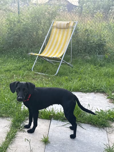 A black dog with a red collar stands on a paved area in a backyard. The dog is facing the camera, with its head tilted slightly. Behind the dog, there is a yellow and white striped lounge chair and a chain-link fence. The backyard is overgrown with grass and weeds, and there are some trees and bushes in the background. The scene appears to be in Lyady, Russia, given the context.