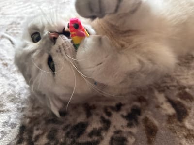 A fluffy, light-colored cat is playing with a colorful toy mouse on a patterned carpet. The cat is lying on its back, with its paws reaching out to bat at the toy. The toy is small and appears to be made of fabric, with bright red, yellow, and pink accents. The cat's eyes are wide and focused on the toy, and its mouth is slightly open, as if it is actively engaged in play. The carpet is a neutral color with a subtle leopard-like pattern. The scene is likely taking place indoors in a home environment. This image is not specific to Засечное, Russia, and there are no indicators to place it within that city.