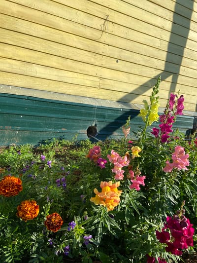 The image shows a garden bed with various flowers in front of a yellow wooden building and a dark green metal wall. The flowers include orange marigolds, pink and yellow snapdragons, and small purple flowers. A dark shadow, possibly from a tree or structure, falls across the building. There appears to be a black cat or dark object peeking out from a circular opening in the green metal wall. The scene is outdoors, likely in a residential or garden setting, in Aginskoye, Russia. The lighting suggests it is daytime, with sunlight illuminating the flowers and casting shadows.